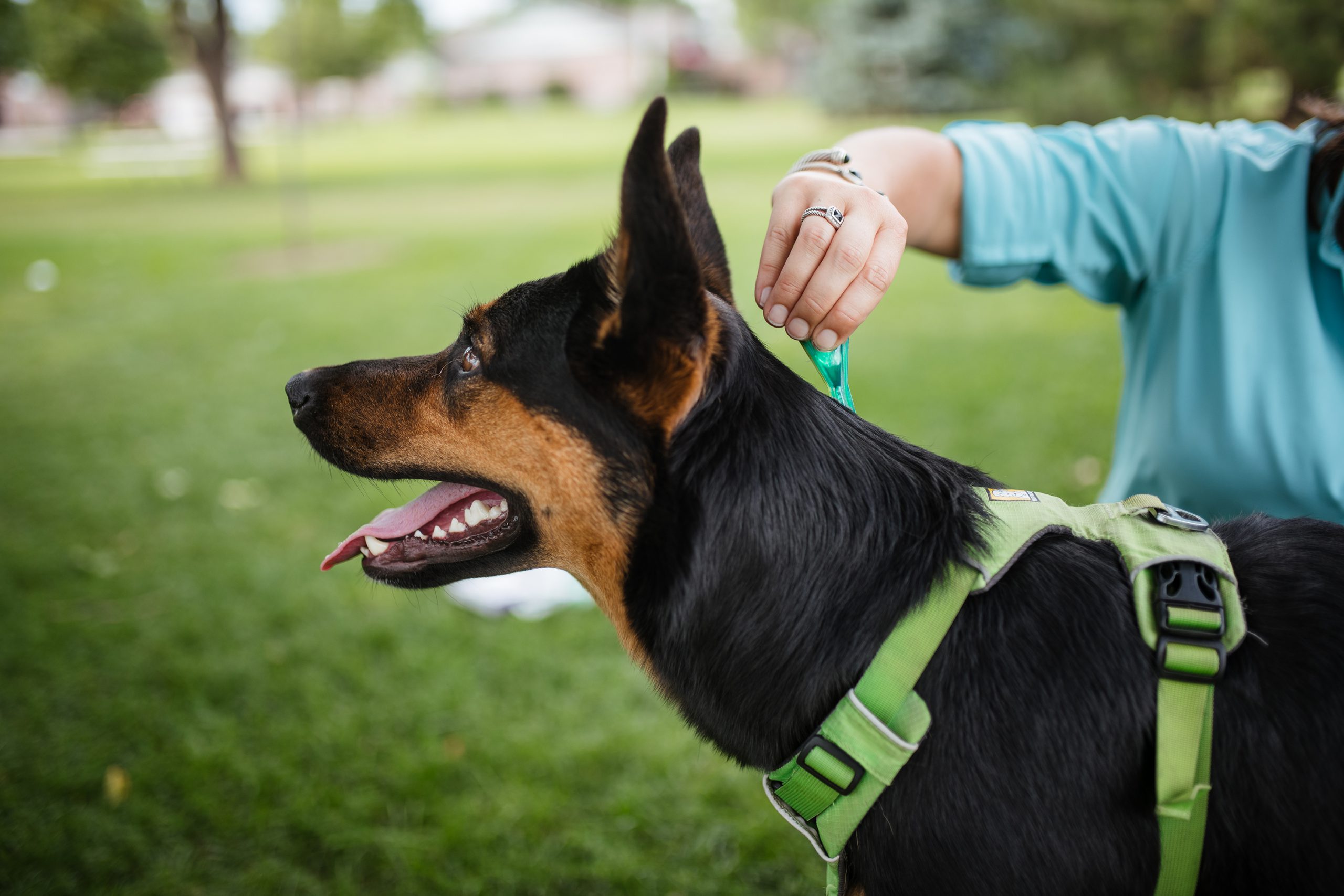 Ticks and Tick-borne Diseases - Kentucky Department of Fish & Wildlife